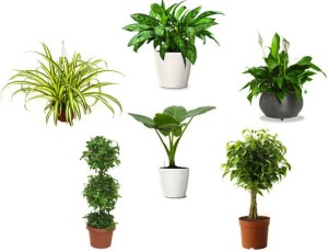 air purifying indoor plants l fyow4o